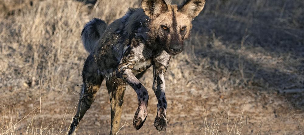 Thornybush Game Lodge - Image 2