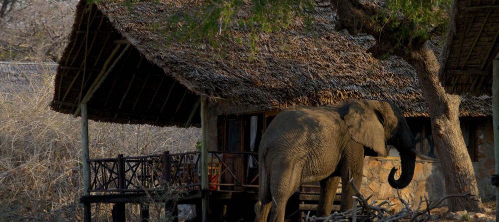 Ruaha River Lodge  - Image 7