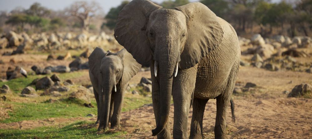 Ruaha River Lodge  - Image 9