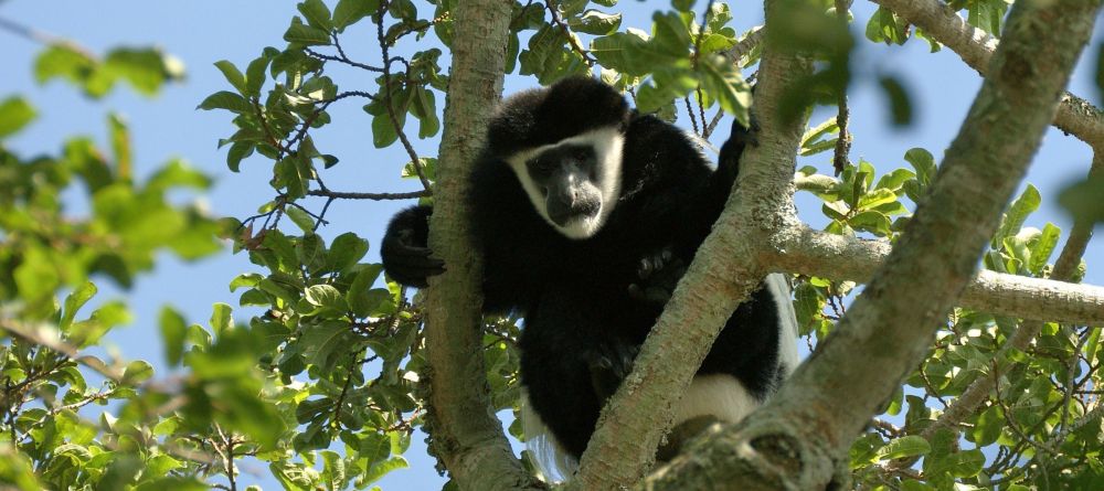 Colobus monkey in the forest at Rubondo Island Camp, Lake Victoria, Tanzania - Image 8