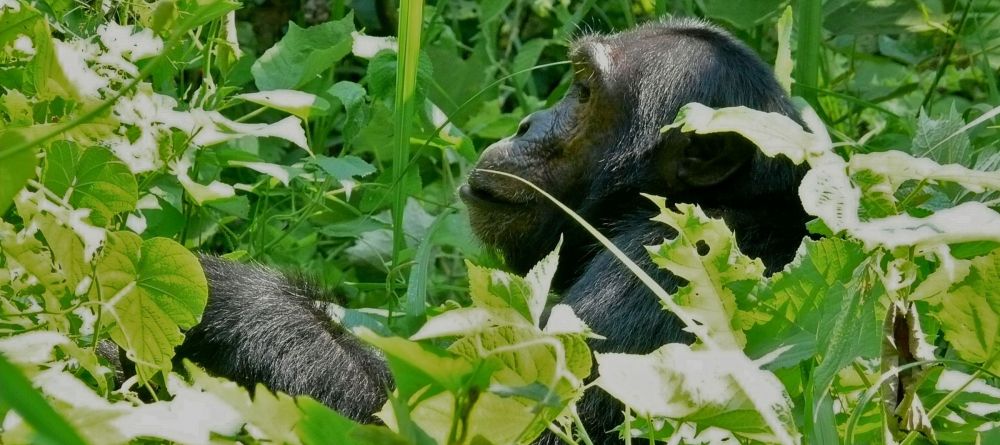 Chimpanzee in the forest at Rubondo Island Camp, Lake Victoria, Tanzania - Image 9