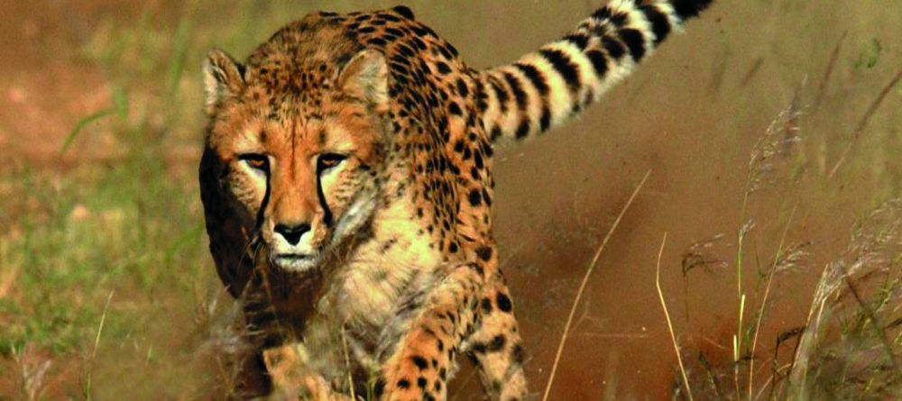 Running Cheetah - Image 8