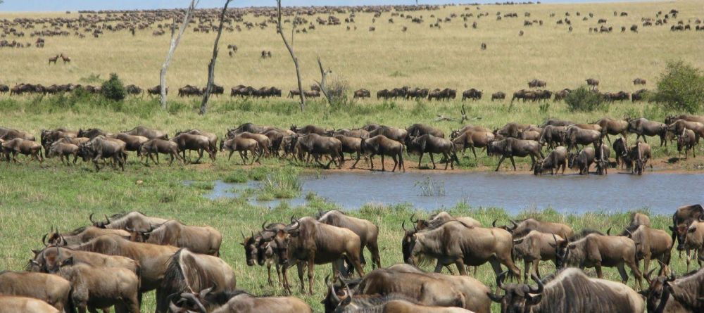 The expanses of migration herds at Maramboi Tented Camp, Tarangire National Park, Tanzania - Image 2