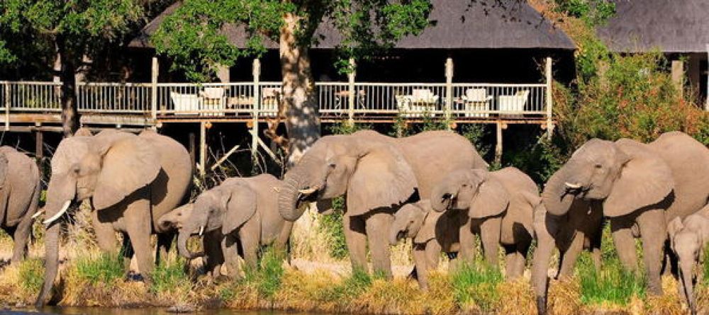 elephants - Image 9