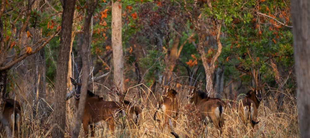 Chada Katavi, Katavi National Park, Tanzania - Image 6