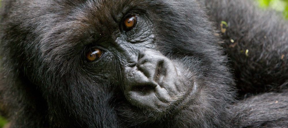 Sabyinyo Silverback Lodge, Parc National des Volcans, Rwanda - Image 1