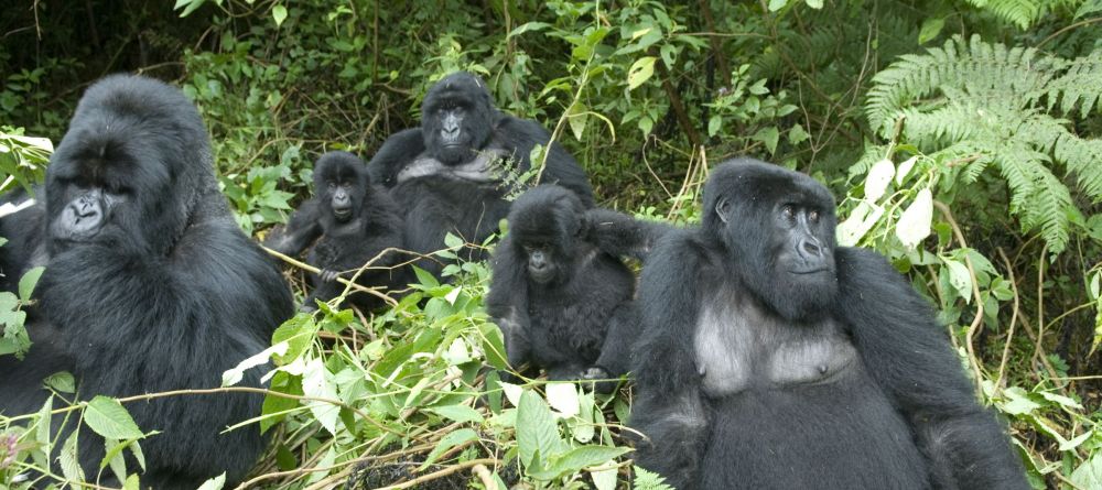 Sabyinyo Silverback Lodge, Parc National des Volcans, Rwanda - Image 6