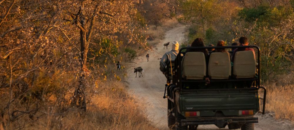 Safari - Image 6