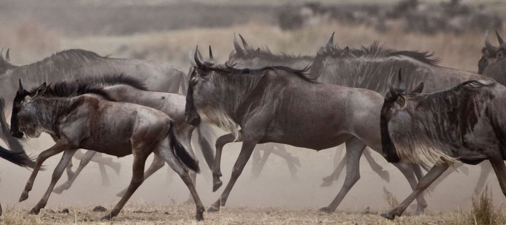 Sala's Camp Wildebeest - Image 5