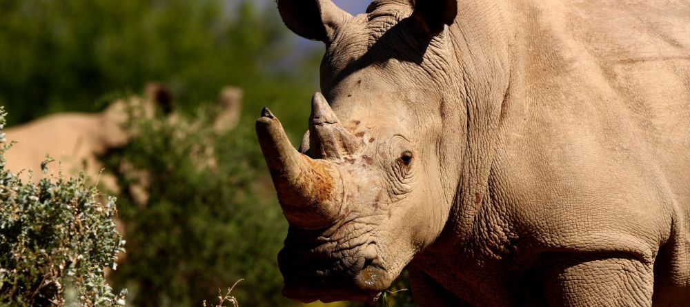 Gondwana Lodge, Sanbona Wildlife Reserve, South Africa - Image 2