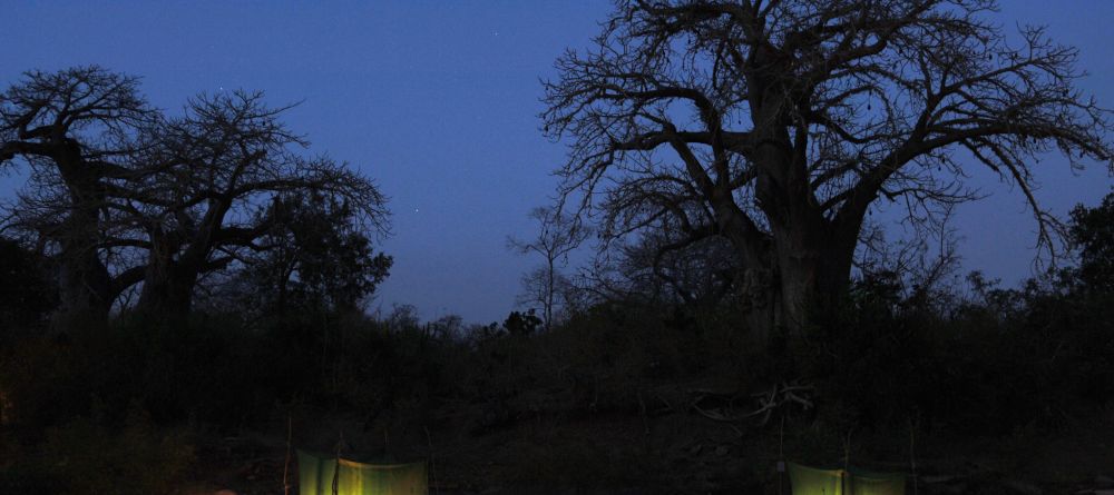 Sand Rivers Selous, Selous National Park, Tanzania Â© Nomad Tanzania - Image 8