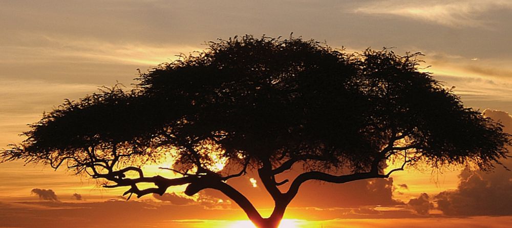 A silhouetted acacia tree at sunset at Katuma Bush Camp, Katavi National Park, Tanzania - Image 11