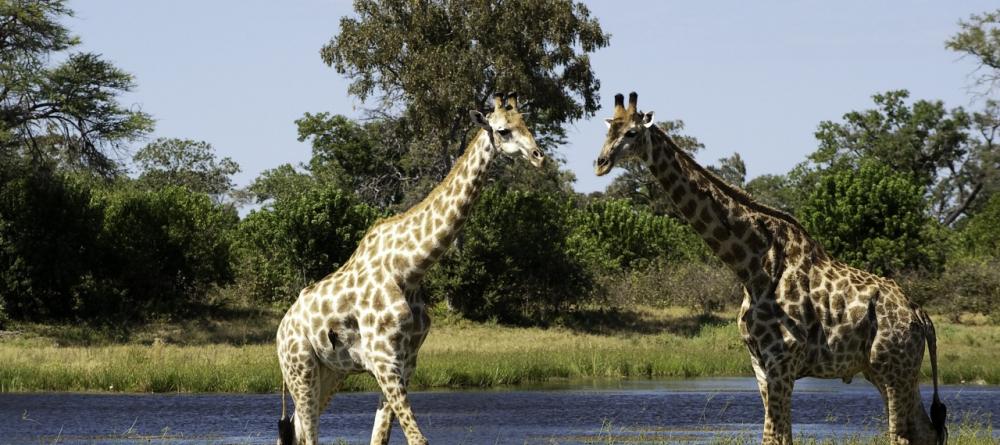Giraffe pair at Savuti Camp, Linyati Wetlands, Botswana (Dana Allen) - Image 12