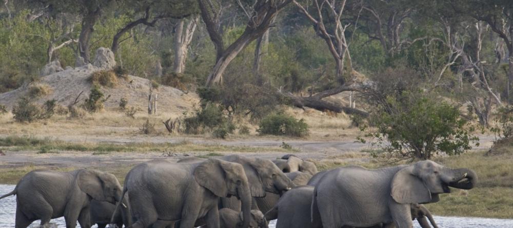 Elephants drinking at the channel at Savuti Camp, Linyati Wetlands, Botswana (Caroline Culbert) - Image 13