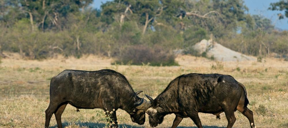 Fighting buffalo at Savuti Camp, Linyati Wetlands, Botswana (Mike Myers) - Image 1