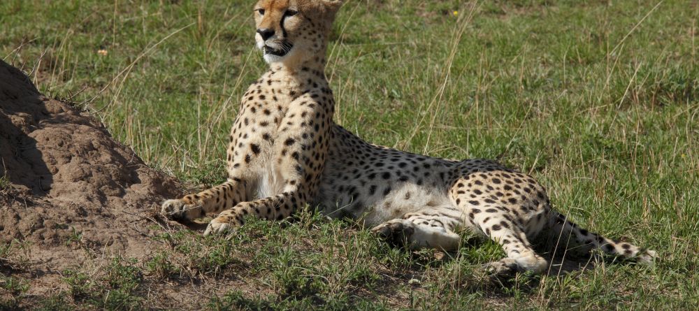 A cheetah sits alertr at Serengeti Bushtops Camp, Serengeti National Park, Tanzania - Image 2