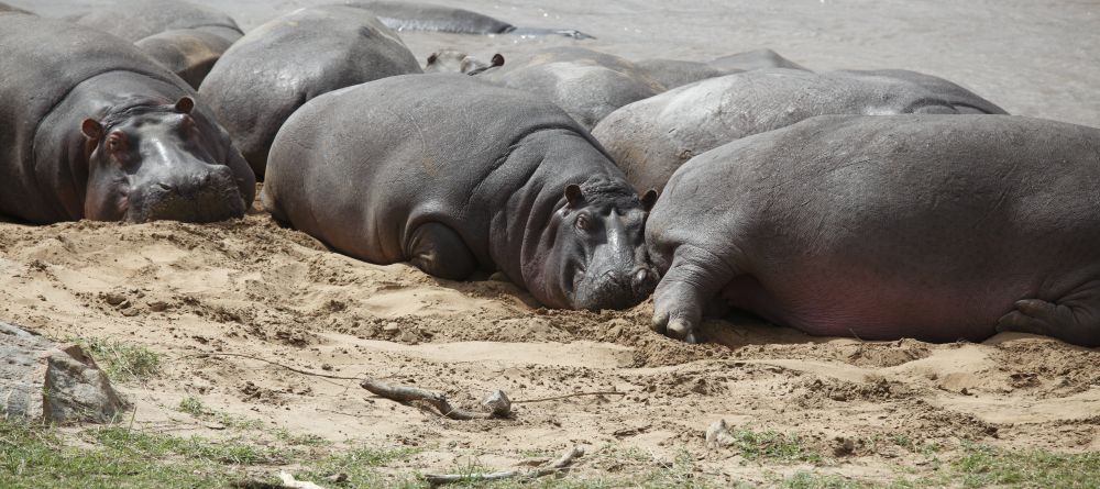 Hippos soak up sun on the riverbanksr at Serengeti Bushtops Camp, Serengeti National Park, Tanzania - Image 5