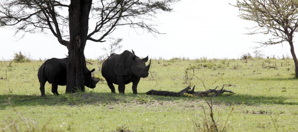 Rhinos cool off in the shader at Serengeti Bushtops Camp, Serengeti National Park, Tanzania - Image 4