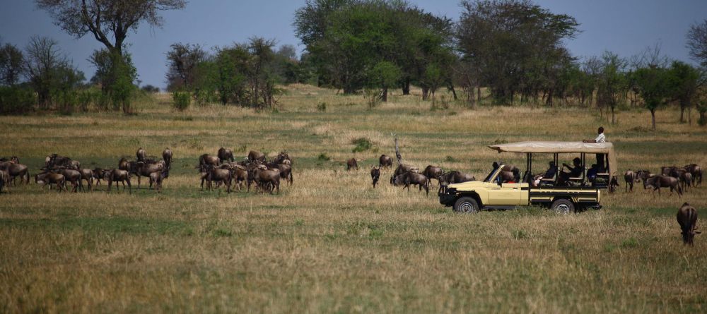 A game drive passes through a herd of wildebeestsr at Serengeti Bushtops Camp, Serengeti National Park, Tanzania - Image 1