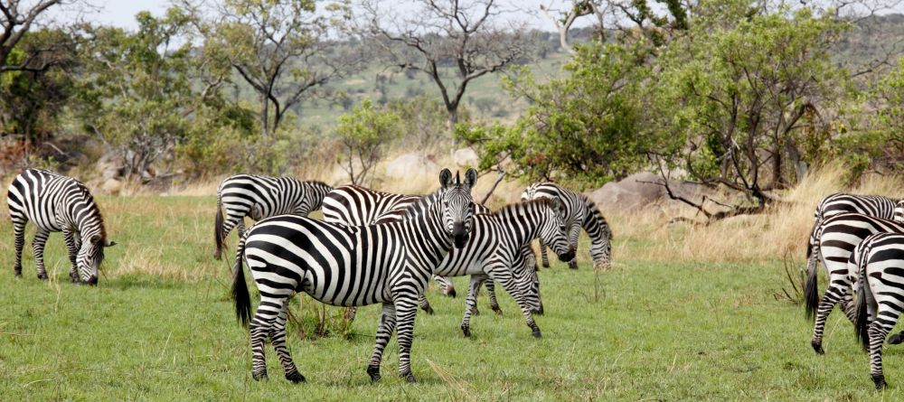 Zebras graze on the lush plainsr at Serengeti Bushtops Camp, Serengeti National Park, Tanzania - Image 2
