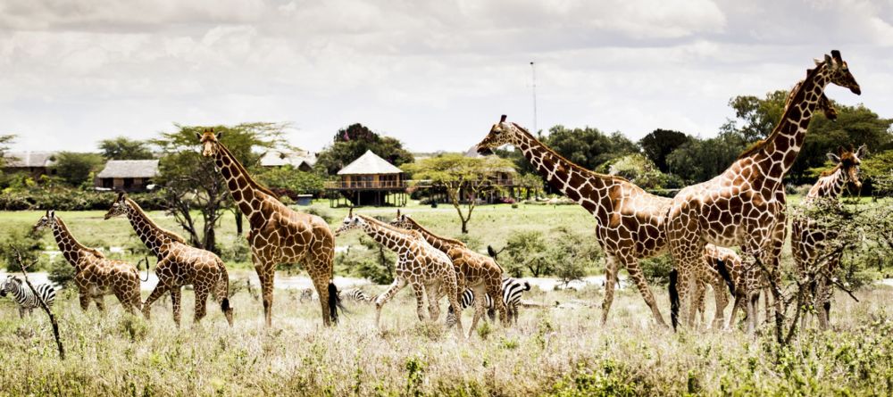Giraffes - Image 5