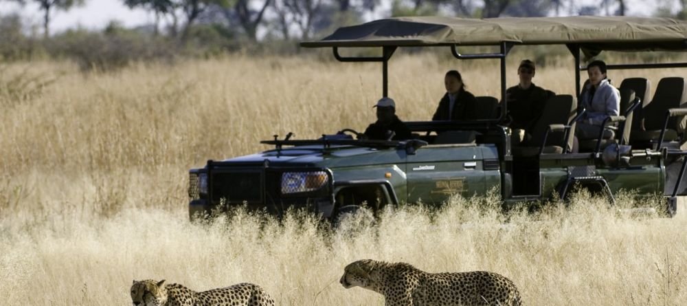 Cheetahs spotted on game drive at Selinda Camp, Linyati Wetlands, Botswana (Dana Allen) - Image 3
