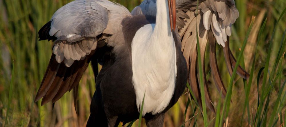 Crane spotted on Selinda Canoe Trail, Linyati Wetlands, Botswana - Image 1