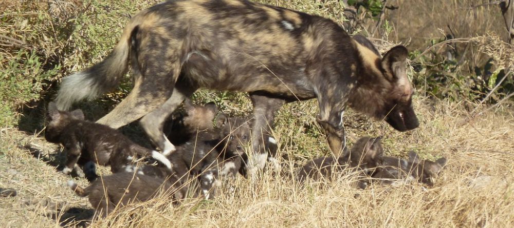 Rare sighting of a wild dog and her pups on Selinda Canoe Trail, Linyati Wetlands, Botswana - Image 2