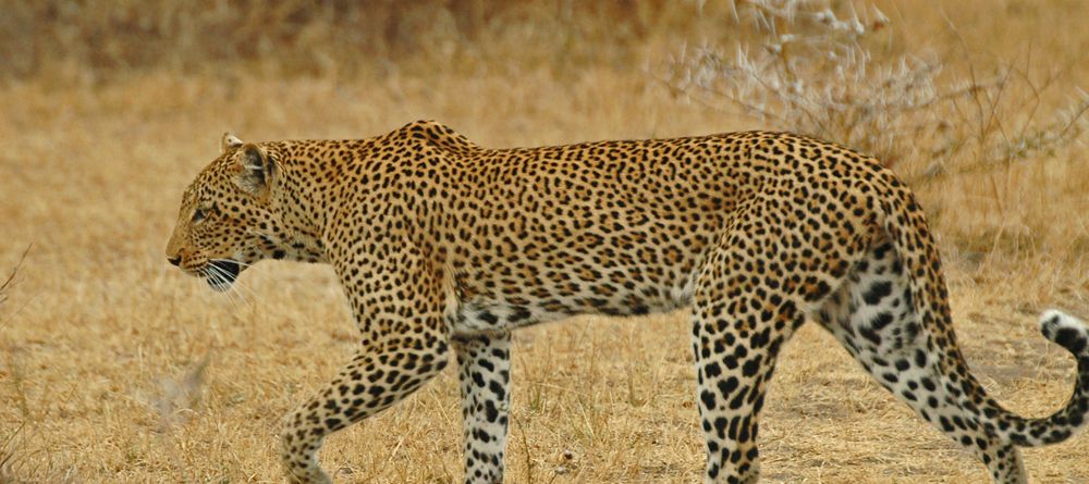 A leopard at Lake Manze Tented Camp, Selous National Park, Tanzania - Image 9
