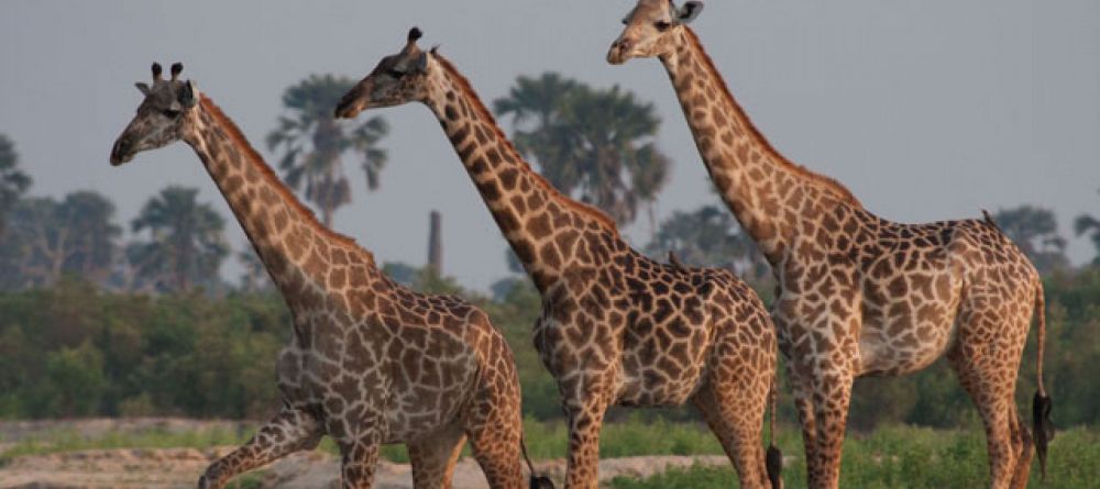 Rufiji River Camp, Selous National Park, Tanzania - Image 7