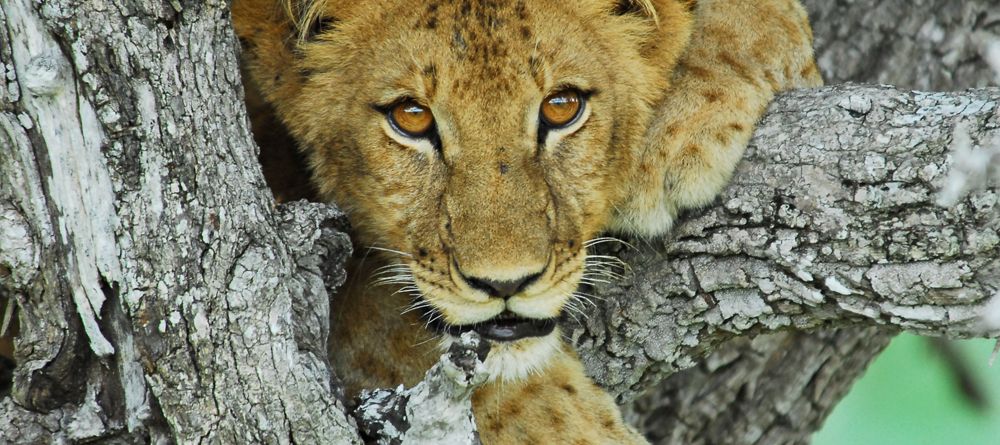 A lion cub climbing a tree at Lake Manze Tented Camp, Selous National Park, Tanzania - Image 10