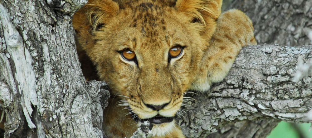 Kiba Point, Selous National Park, Tanzania - Image 6