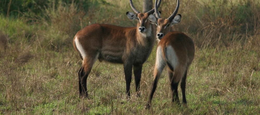 Semliki Safari Lodge, Semliki Valley Wildlife Reserve, Uganda - Image 5
