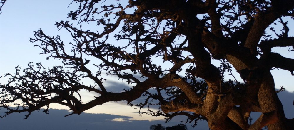 Serengeti Migration Camp, Serengeti National Park, Tanzania - Image 16