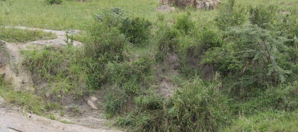 Serengeti Migration Camp, Serengeti National Park, Tanzania - Image 7