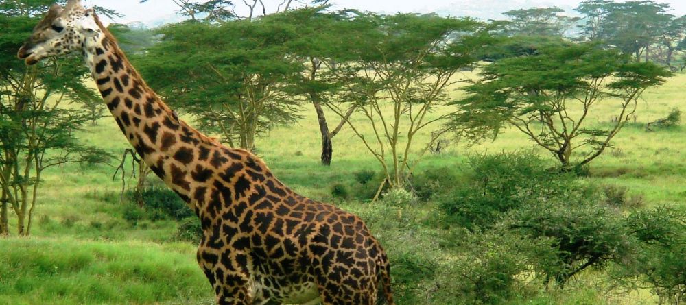Serengeti Sopa Lodge, Serengeti National Park, Tanzania - Image 8