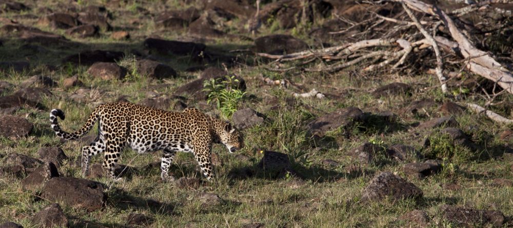 Leopard at Serian Camp, Masai Mara National Reserve, Kenya - Image 10