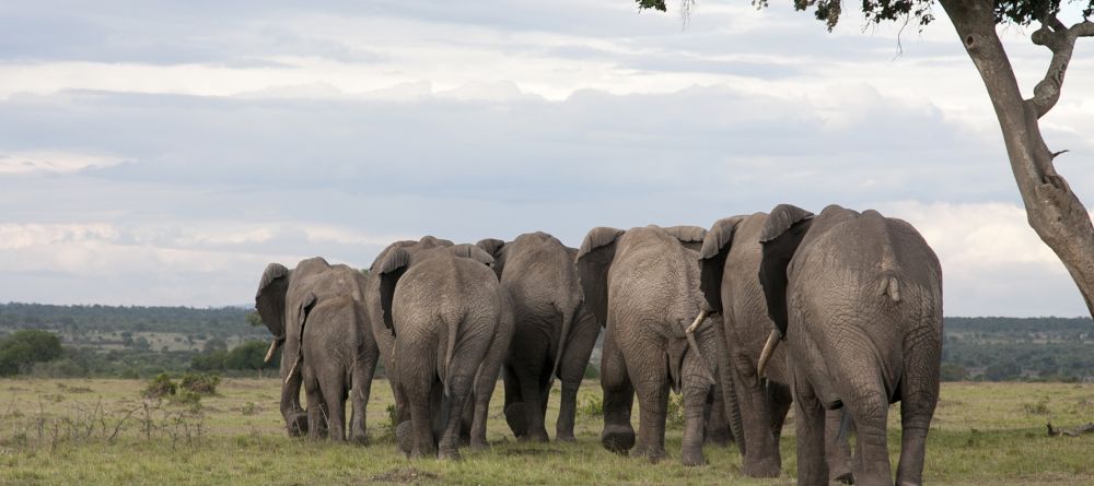 Elephant herd at Serian Camp, Masai Mara National Reserve, Kenya - Image 7