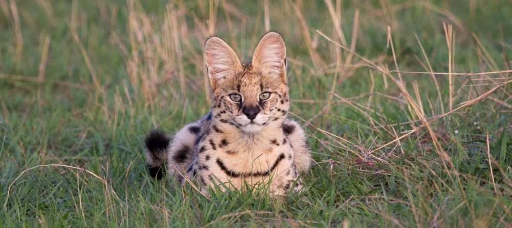 Lamai Serengeti, Serengeti National Park, Tanzania - Image 2