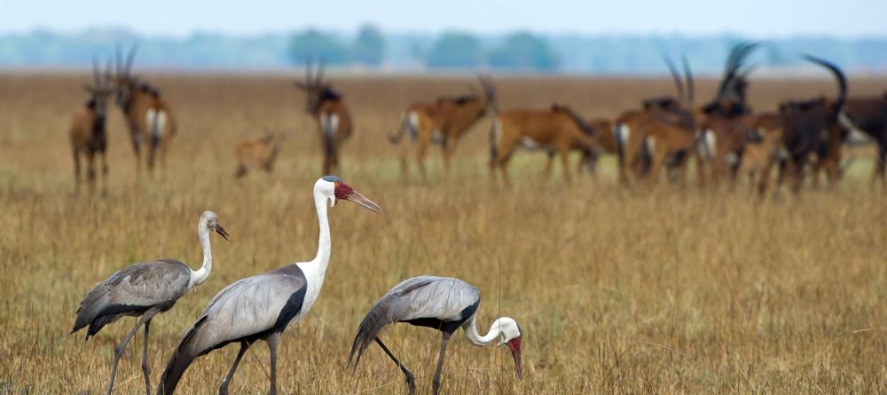 Shumba Camp, Kafue National Park, Zambia  Â© Dana Allen - Image 9