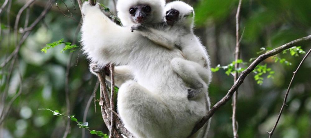 Camping in Marojejy National Park, Madagascar - Image 7