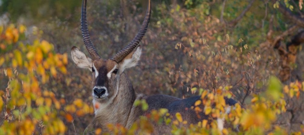 Simbavati River Lodge, Timbavati Game Reserve, South Africa - Image 17