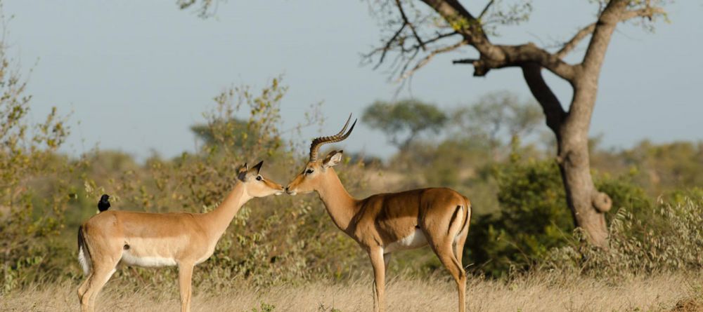 Simbavati River Lodge, Timbavati Game Reserve, South Africa - Image 24