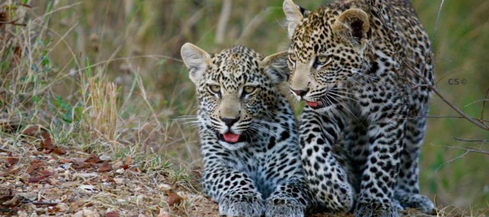 Simbavati River Lodge - Image 14