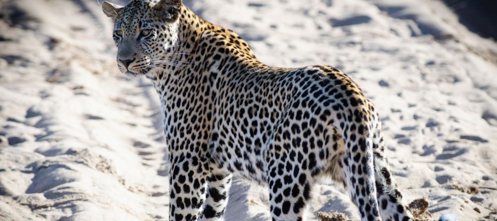 Simbavati River Lodge, Timbavati Game Reserve, South Africa - Image 25