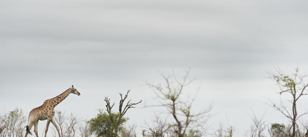 Singita Boulders Lodge, Sabi Sands Game Reserve, South Africa - Image 1