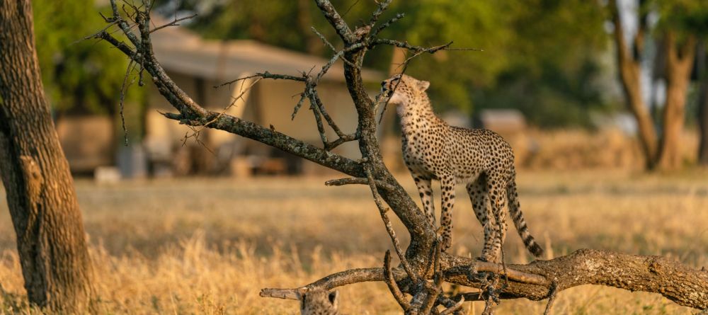 Sabora Tented Camp, Grumeti Private Reserve, Tanzania - Image 5