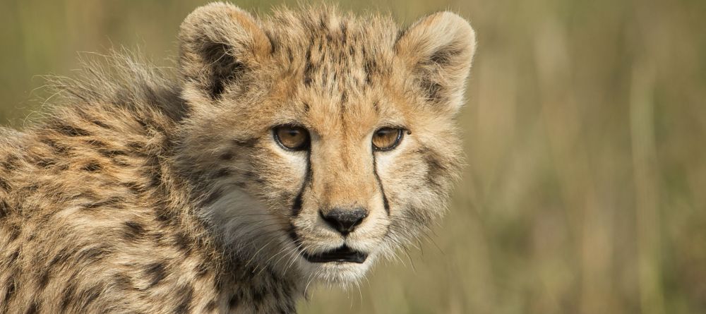 Singita Mara River Tented Camp - Image 13