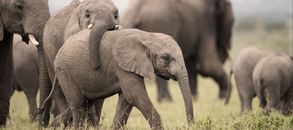 Singita Mara River Tented Camp - Image 14