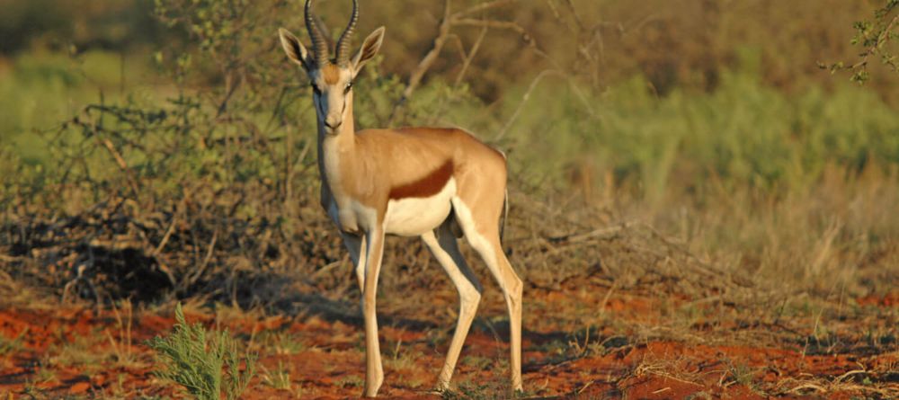 Samara Karoo - Image 4